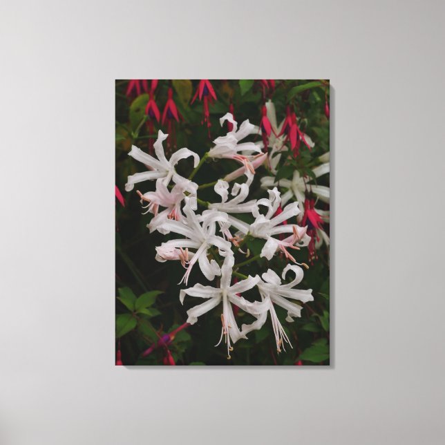 White Nerine Flowers Canvas Print (Frente)