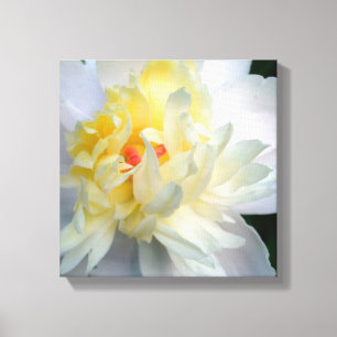 White Peony na Canvas