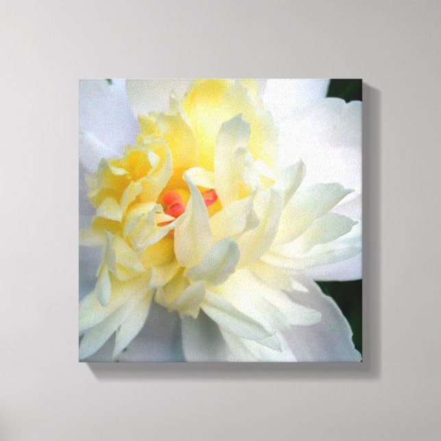White Peony na Canvas (Frente)