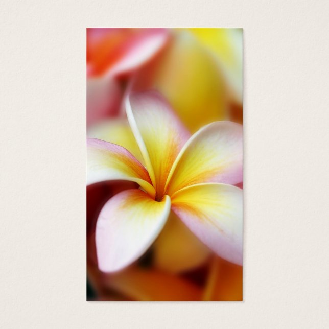 White Plumeria Frangipani Hawaii Flor Havaiano (Frente)