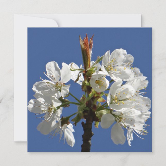 White Primavera Bloom (Frente)