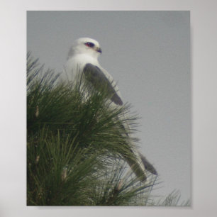 White-tailed Kite Poster