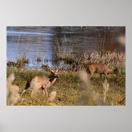 Whitetail Buck e Doe Poster
