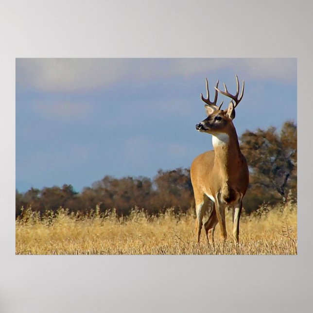 Whitetail Buck Frame Impressão (Frente)