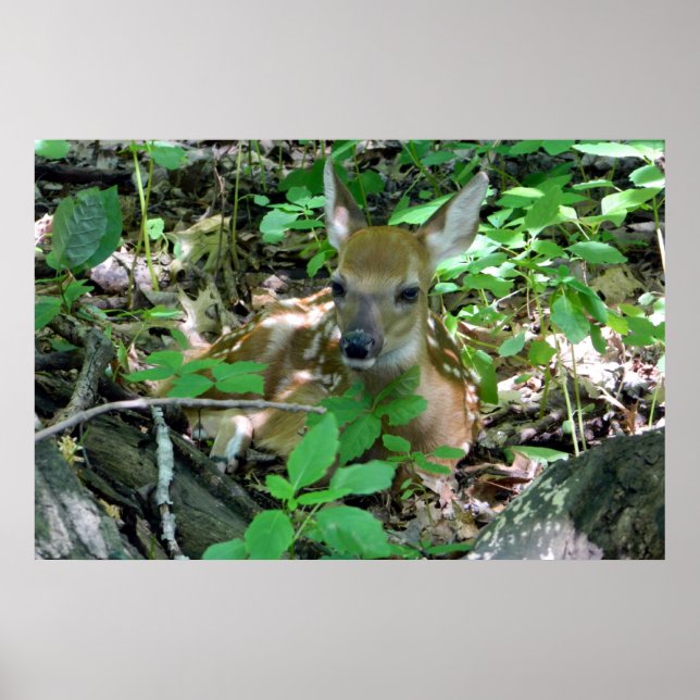 Whitetail Deer Fawn em Woods Poster (Frente)