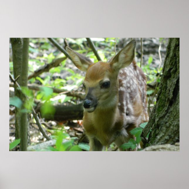 Whitetail Deer Fawn (Na Floresta) Poster (Frente)