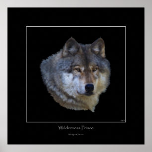 Wild Cinza Wolf Art Poster