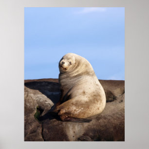 Wild Male Steller Sea Lion - Impressões de arte
