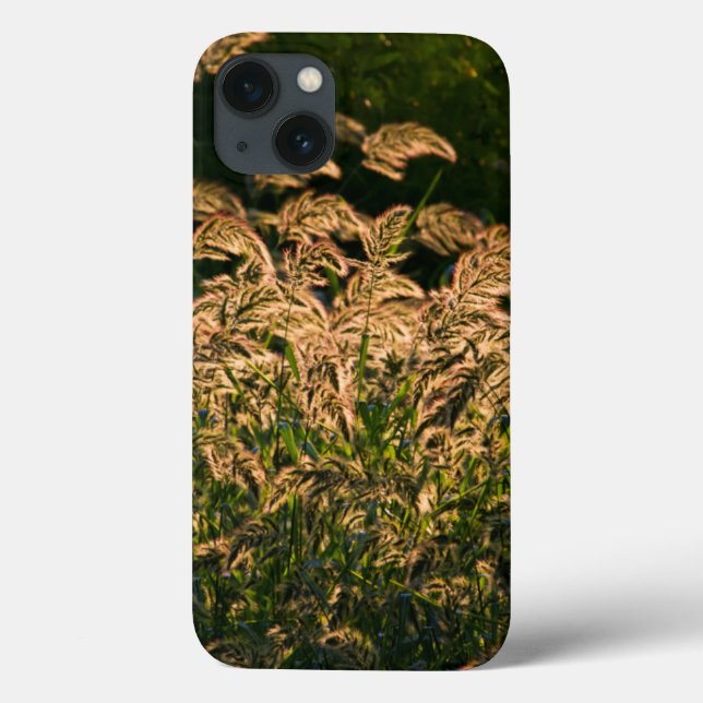 Wild Millet (Panicum Sp.) Cultivo Em Zonas úmidas (Verso)