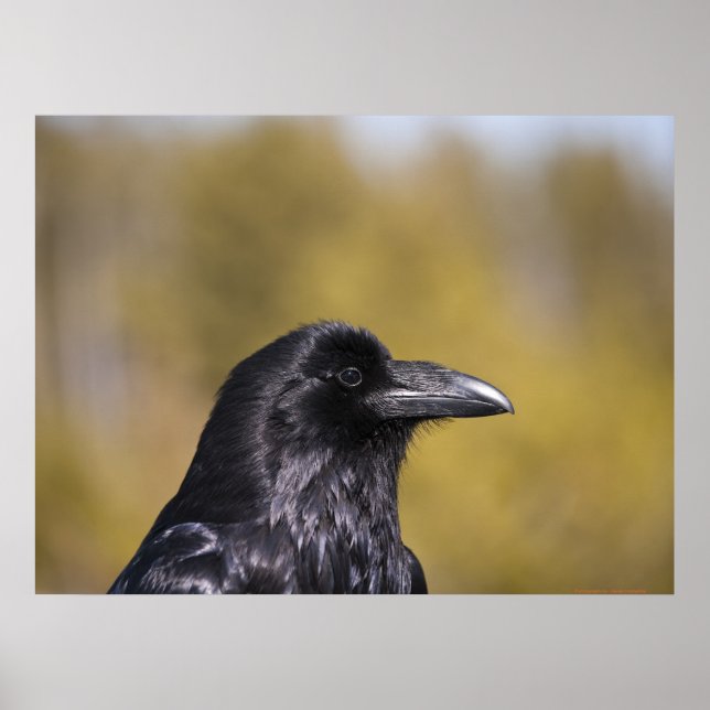 Wild Raven Portrait - Impressão de arte (Frente)