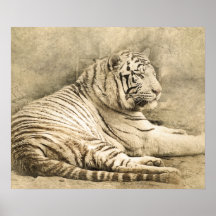 Wild Tiger Safari Trabalho de arte Foto Poster