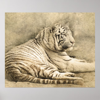 Wild Tiger Safari Trabalho de arte Foto Poster