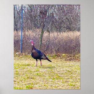 Wild Turkey Poster
