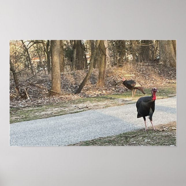 Wild Turkeys Poster (Frente)
