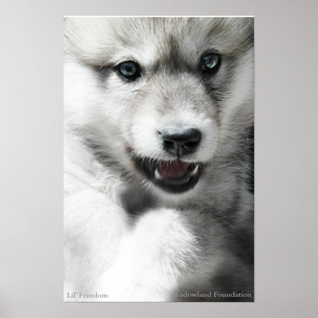Wild Wolf Cub Poster (Frente)