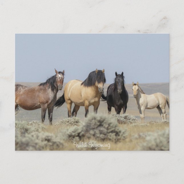 Wild Wyoming - Cartão postal (Frente)