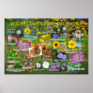 Wildflowers do poster 19v60 de Oklahoma