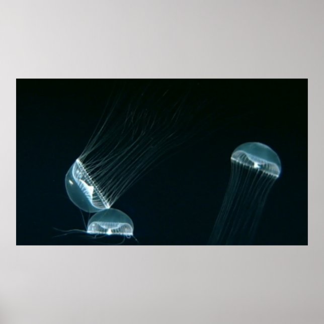 Wildlife 133 poster (Frente)