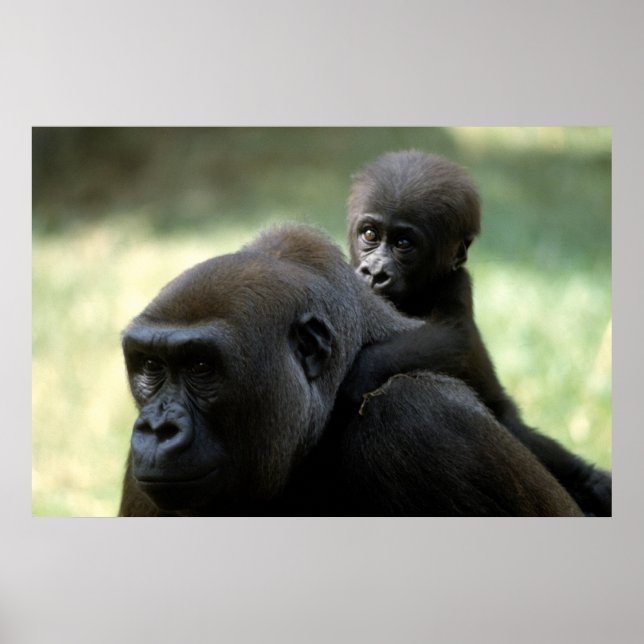Wildlife Set - Gorilla Close-up Poster (Frente)