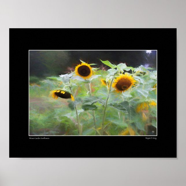 Winsor Garden Sunflower Poster (Frente)