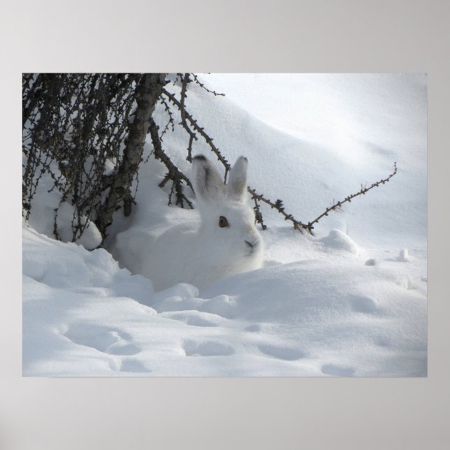 Winter Snow Bunny Art Poster (Frente)