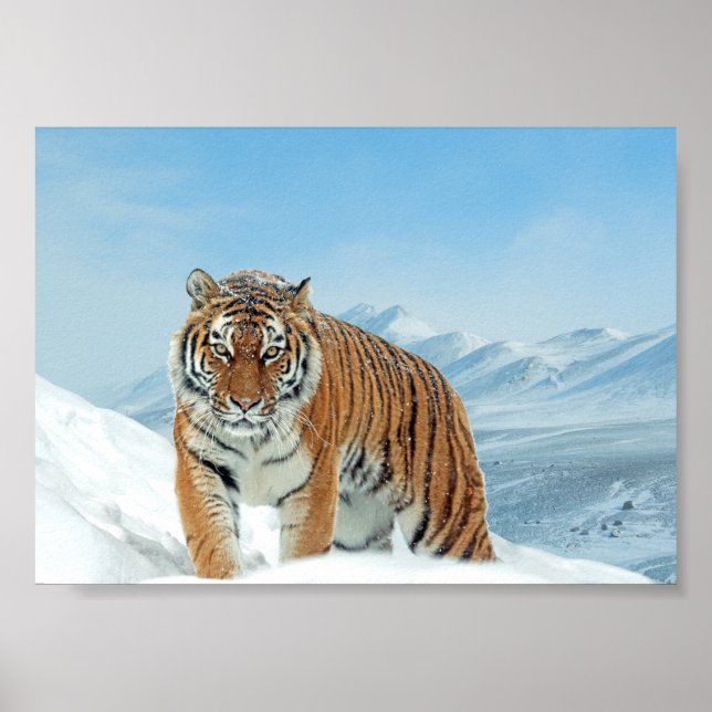 Winter Tiger Mountain Nature Foto Snow Poster (Frente)