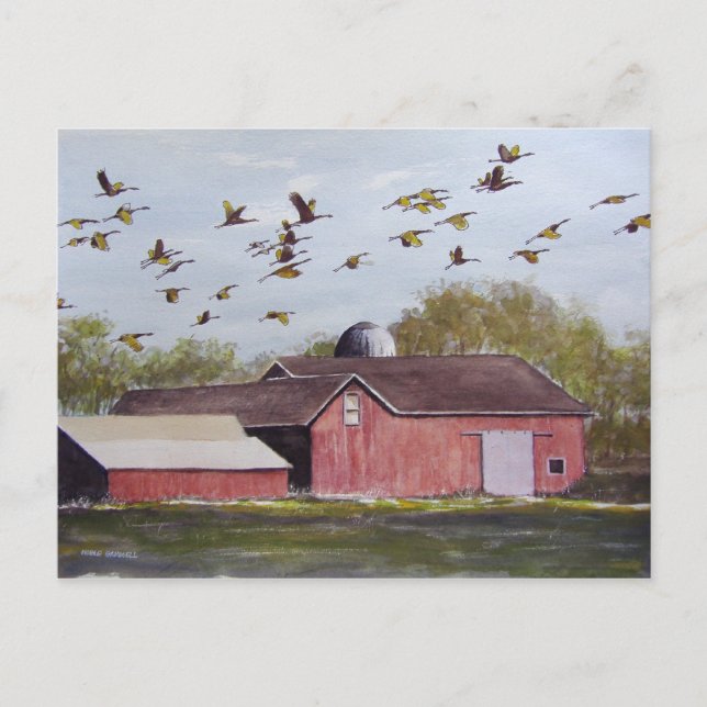 Wisconsin Sand Cranes - cartão postal (Frente)