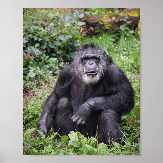 Wise Chimpanzee Poster (Frente)