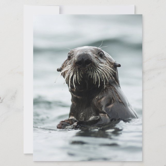 Wise Otter (Frente)