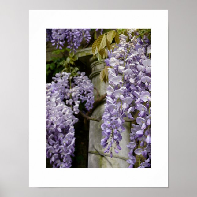 Wisteria Poster (Frente)