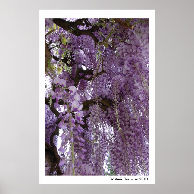 Wisteria Too Poster (Frente)