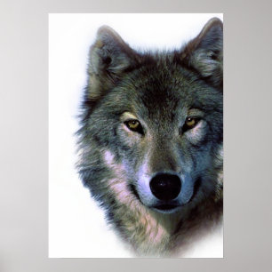 Wolf Eyes Trabalho de arte Freedom Poster