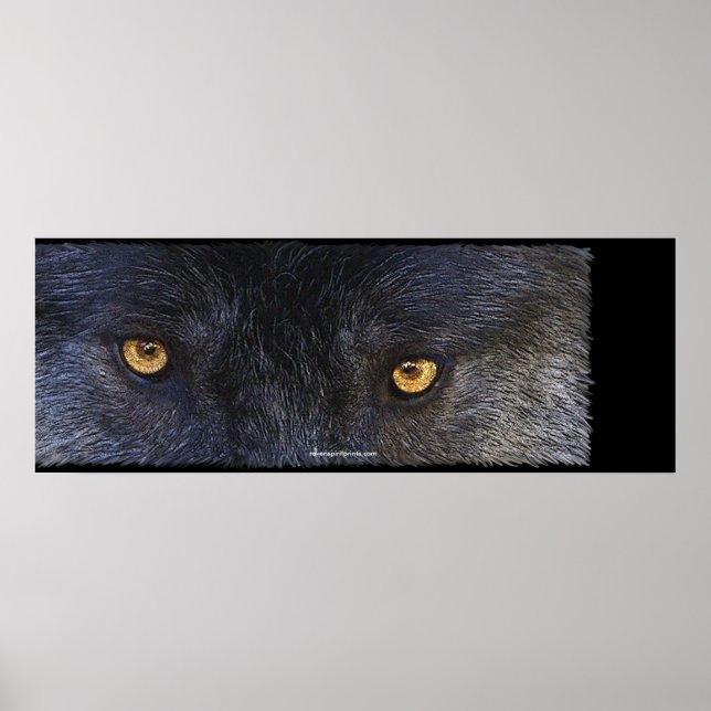 WOLF EYES Wildlife Art Poster (Frente)