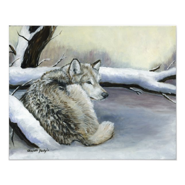 Wolf Lay no Impressão de Foto de Arte da Neve (Frente)