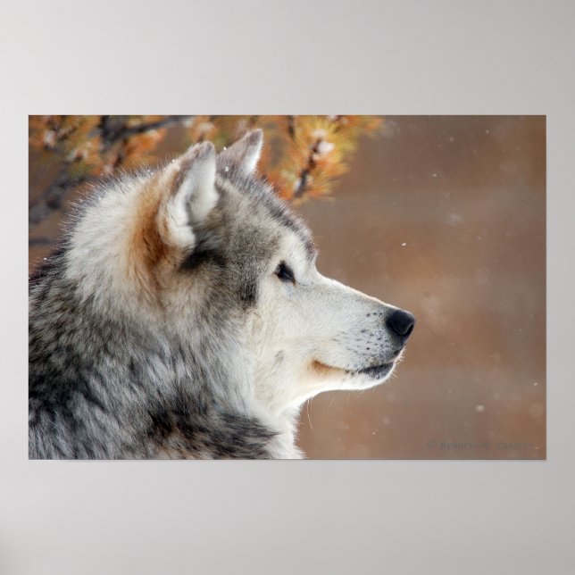 Wolf Portrait Poster (Frente)