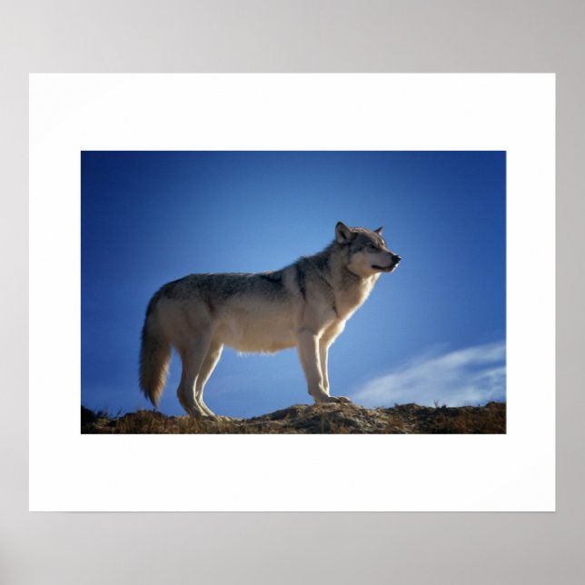 Wolf Poster (Frente)