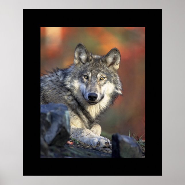 Wolf Poster (Frente)