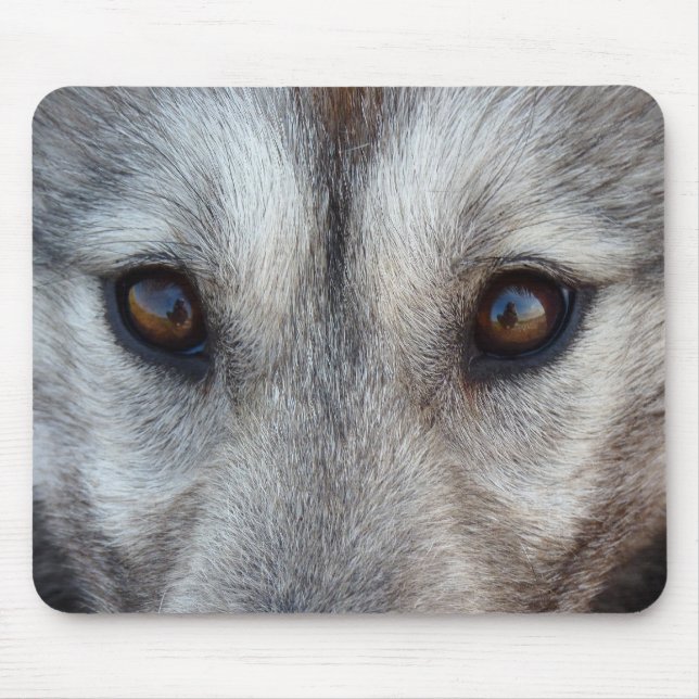 Wolf Puppy Mousepad Difts Canadianos Cães Láteos (Frente)