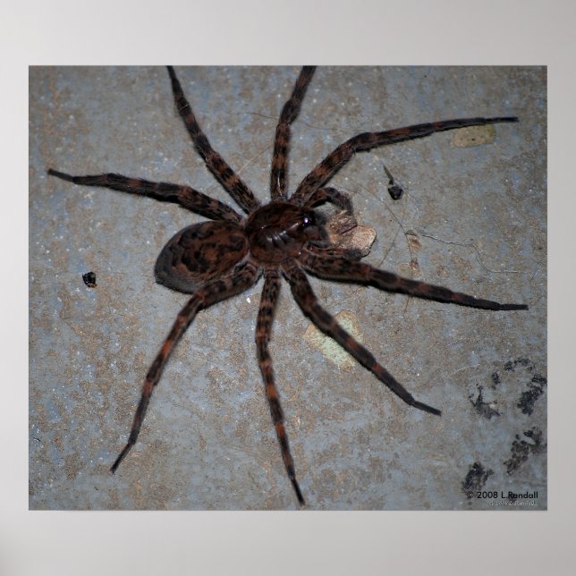 Wolf Spider poster (Frente)