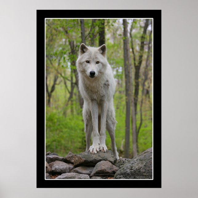 Wolf Watch Poster (Frente)