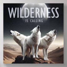 Wolves Howling em Full Moon Wilderness está chaman