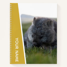 Wombat Austrália Animal Fofo Comendo, Ouro