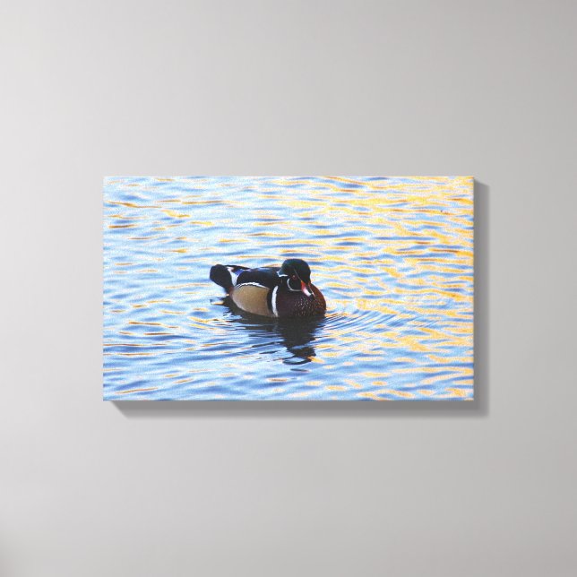 Wood Duck Canvas Art (Frente)