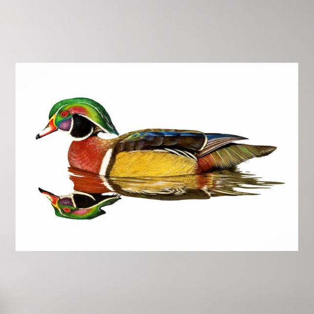 Wood Duck Poster (Frente)