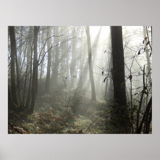 Woodland Morning Mist Poster (Frente)