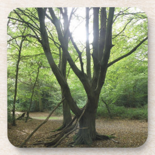 Woodland Sunshine Cork Porta copos