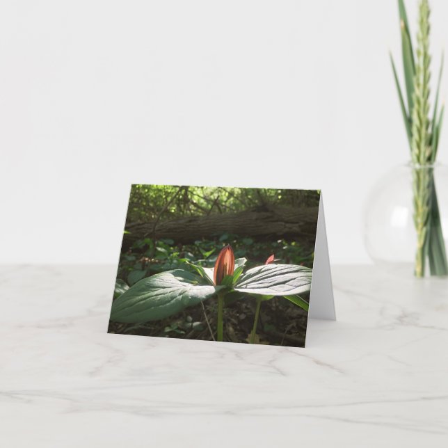 Woods Caminhando Trillium Obrigado Cartões (Frente)