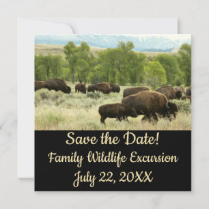 Wyoming Bison Nature