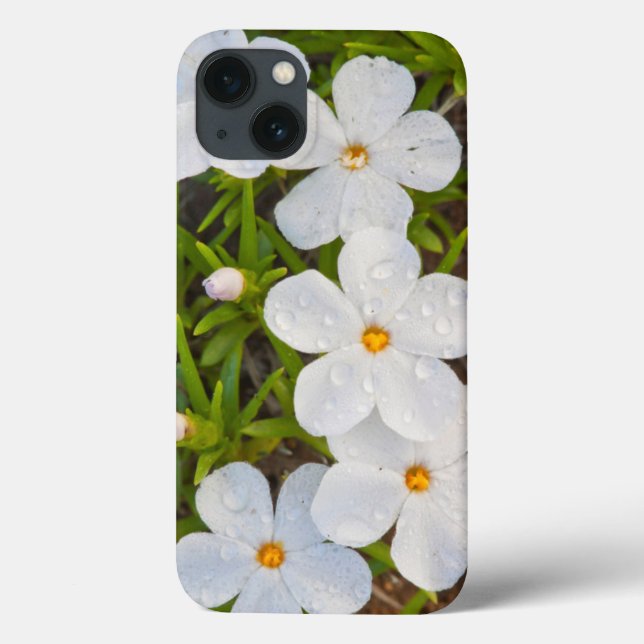 Wyoming, Condado de Sublette, Close de Phlox (Verso)