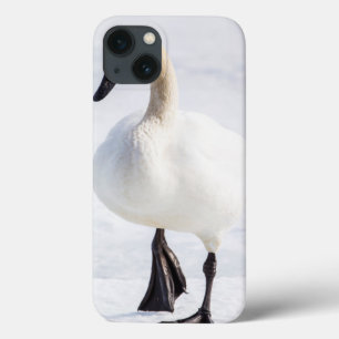 Wyoming, National Elk Refuge, Trumpeter Swan